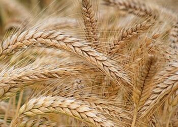 Ukraine announced that the grain storage facilities were not damaged in the attack on the Odesa port, and the shipments are continuing.