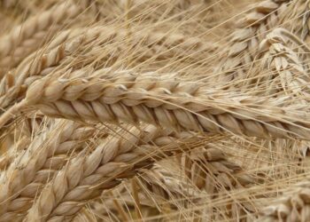 Global Food Prices Plunge for the Fifth Month